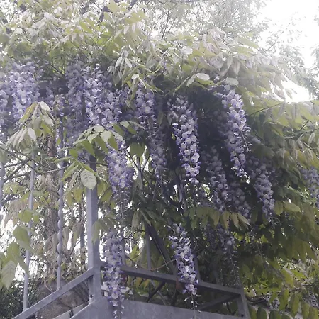 La Gazza Allegra アパート Querciola